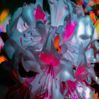 Fotografia intitulada "The Flowering Infer…" por Blamemrken, Obras de arte originais, Fotografia digital