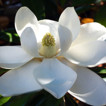 제목이 "Magnolia Grandiflor…"인 사진 Daniel Ravel로, 원작, 디지털