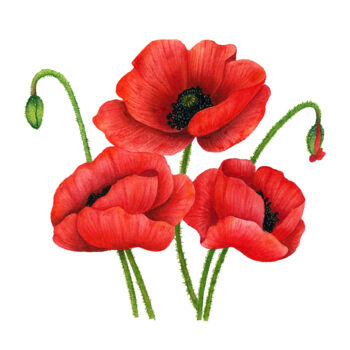Schilderij getiteld "Poppies" door Alfiya Scheck, Origineel Kunstwerk, Aquarel