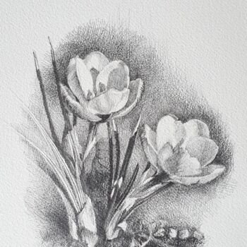 图画 标题为“Crocus” 由Natasha Sokolnikova, 原创艺术品, 铅笔