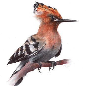 Drawing titled "Eurasian Hoopoe (Re…" by Daria Maier, Original Artwork, Ballpoint pen