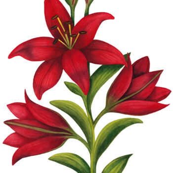 Schilderij getiteld "Lily" door Alfiya Scheck, Origineel Kunstwerk, Aquarel
