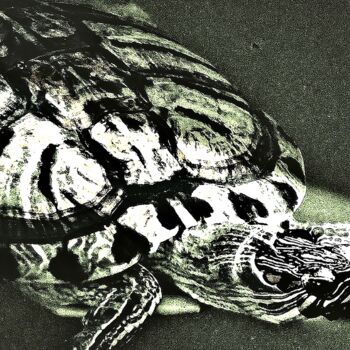 Fotografie getiteld "Turtle in Turtle Po…" door Ken Lerner, Origineel Kunstwerk, Digitale fotografie