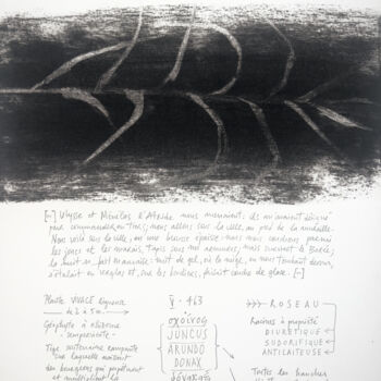 Dessin intitulée "JUNCUS ARUNDO DONAX" par Gaele Flao, Œuvre d'art originale, Fusain