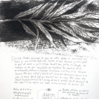 Dessin intitulée "LAURUS NOBILIS" par Gaele Flao, Œuvre d'art originale, Fusain