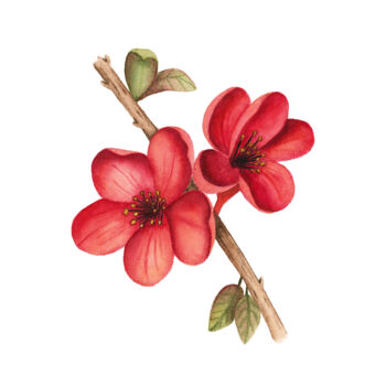 Schilderij getiteld "Flower branch" door Alfiya Scheck, Origineel Kunstwerk, Aquarel