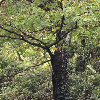 Photographie intitulée "L'arbre danseur" par Camille R., Œuvre d'art originale, Photographie non manipulée