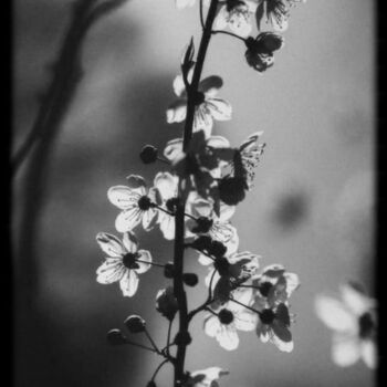 "Hymn to Silence 3" başlıklı Fotoğraf Junko tarafından, Orijinal sanat, Dijital Fotoğrafçılık Alüminyum üzerine monte edilmiş