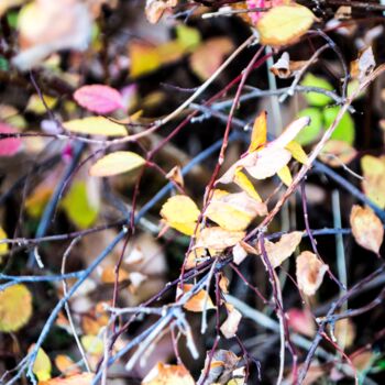 Photography titled "les Saisons 112" by Nana Plamadeala-Kiritchenko, Original Artwork, Non Manipulated Photography Mounted o…