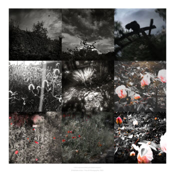 Photography titled "Old roses and white…" by Nathalie Simon, Original Artwork, Digital Photography