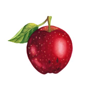 Schilderij getiteld "Red apple" door Alfiya Scheck, Origineel Kunstwerk, Aquarel
