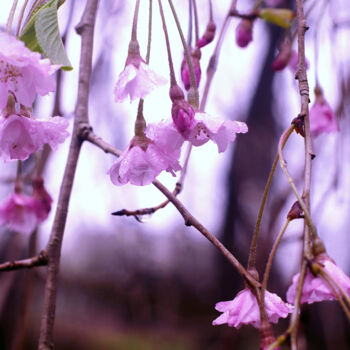 Fotografia zatytułowany „Weeping in the Rain” autorstwa Susan Maxwell Schmidt, Oryginalna praca, Fotografia cyfrowa
