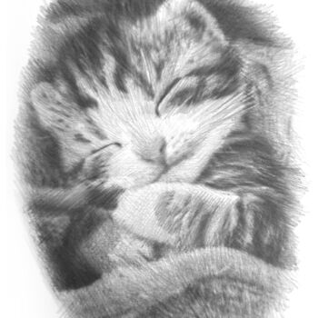 Dessin intitulée "Kitten" par Michał Stetkiewicz, Œuvre d'art originale, Crayon