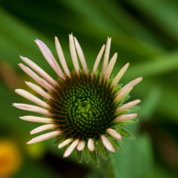 "flower, Lynch Estate" başlıklı Fotoğraf Phillip Windell tarafından, Orijinal sanat, Dijital Fotoğrafçılık