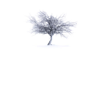 Photography titled "Pommier V" by Mathieu Pujol, Original Artwork, Digital Photography Mounted on Other rigid panel