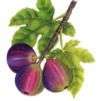 Schilderij getiteld "Fig branch" door Alfiya Scheck, Origineel Kunstwerk, Aquarel