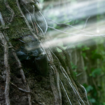 "red brocket deer, v…" başlıklı Fotoğraf Xan Gasalla González-Redondo tarafından, Orijinal sanat, Fotoşopsuz fotoğraf