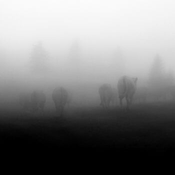 Photography titled "En Liberté....." by Philippe Berthier, Original Artwork, Digital Photography