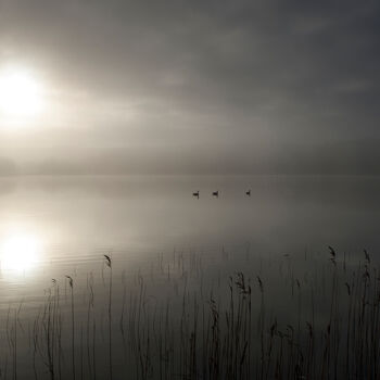 Fotografia intitolato "Misty morning 3" da Trank, Opera d'arte originale, Fotografia digitale