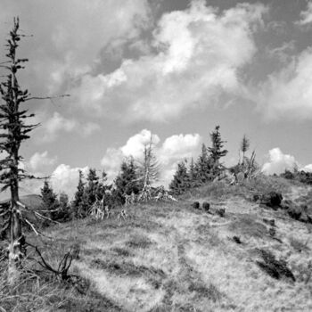 Fotografía titulada "tree on the hill" por Magda Durda, Obra de arte original, Fotografía no manipulada