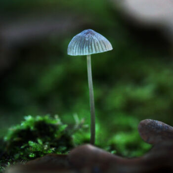 Photography titled "Le champignon éclai…" by Cassandre Murail, Original Artwork, Digital Photography