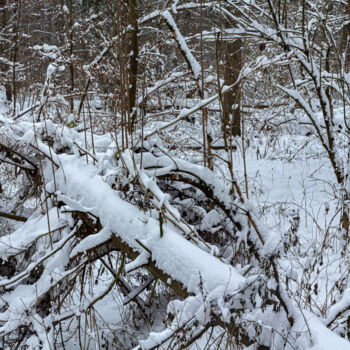 摄影 标题为“In the Winter Fores…” 由Jarek Rufer, 原创艺术品, 数码摄影