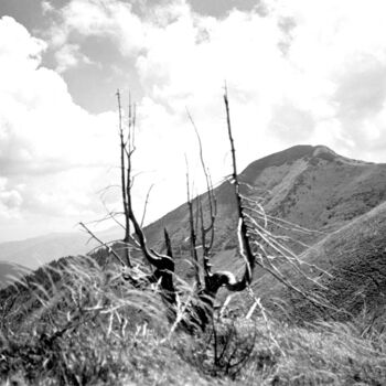 Fotografía titulada "tree like a sculptu…" por Magda Durda, Obra de arte original, Fotografía no manipulada