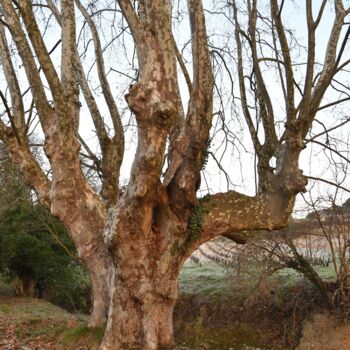 Photographie intitulée "le platane en coule…" par Martine Maury, Œuvre d'art originale, Photographie numérique Monté sur Alu…
