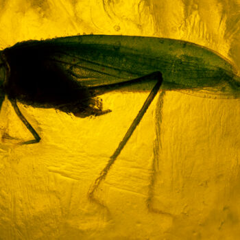 Fotografia intitolato "Grasshopper Trapped…" da Eric Taylor, Opera d'arte originale, Fotografia digitale