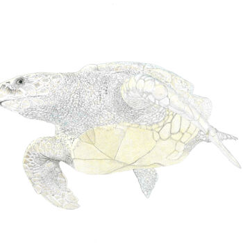 Rysunek zatytułowany „Tortuga (Turtle)” autorstwa Santiago Restrepo, Oryginalna praca, Atrament