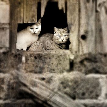 Photography titled "CATCHY" by Astr, Original Artwork, Non Manipulated Photography Mounted on Wood Stretcher frame