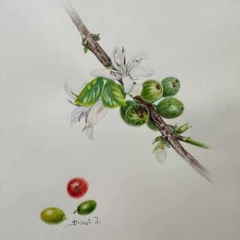 Pintura titulada "Blooming coffee" por Julia Birst, Obra de arte original, Acuarela