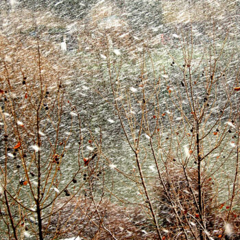 Fotografie getiteld "Trees and Snow" door Pellicano, Origineel Kunstwerk, Digitale fotografie