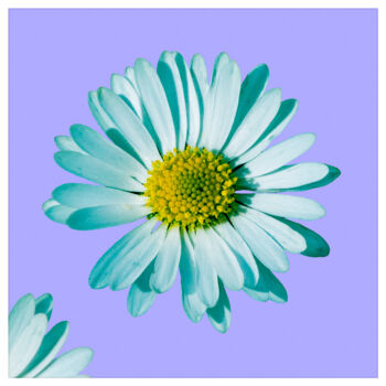 Φωτογραφία με τίτλο "Daisy blossom pop 2." από Nicolas-Monk.Gd, Αυθεντικά έργα τέχνης, Ψηφιακή φωτογραφία
