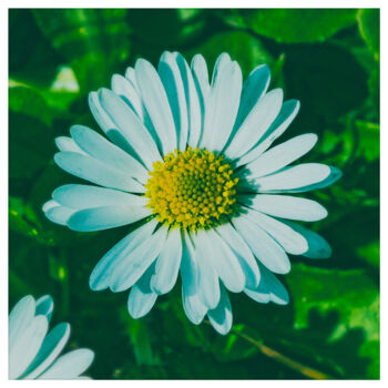 摄影 标题为“Daisy.” 由Nicolas-Monk.Gd, 原创艺术品, 数码摄影
