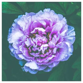 摄影 标题为“Jellyfish peony.” 由Nicolas-Monk.Gd, 原创艺术品, 数码摄影