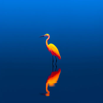 Photography titled "#6 - Colorful heron" by Eric Lespinasse, Original Artwork, Digital Photography Mounted on Aluminium