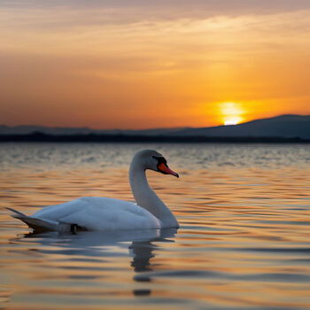 Digital Arts titled "Mute Swan on the la…" by Manolis Tsantakis, Original Artwork, 2D Digital Work