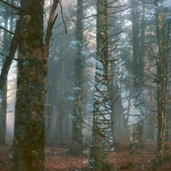 Photography titled "Abstraction des col…" by Martin Ecker, Original Artwork, Analog photography