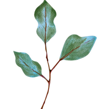 Pittura intitolato "Eucalyptus sketch" da Hanna Kopylova, Opera d'arte originale, Acquarello