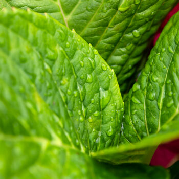 "Hortensia 36." başlıklı Fotoğraf Thierry Martin tarafından, Orijinal sanat, Dijital Fotoğrafçılık