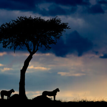 Photography titled "Duo de reines" by Mathieu Pujol, Original Artwork, Non Manipulated Photography Mounted on Aluminium