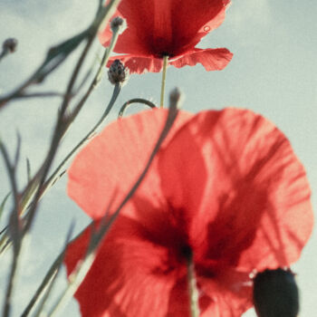 Photography titled "London Poppies" by Juliana Vasquez, Original Artwork, Digital Photography