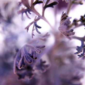Photography titled "Allure" by Eric C. Jackson, Original Artwork, Digital Photography
