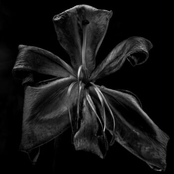 "Lilium Vi" başlıklı Fotoğraf Dino Codevilla tarafından, Orijinal sanat, Dijital Fotoğrafçılık