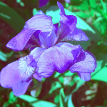 Ζωγραφική με τίτλο "Purple iris flower" από Olga Strogonova, Αυθεντικά έργα τέχνης, Ψηφιακή φωτογραφία