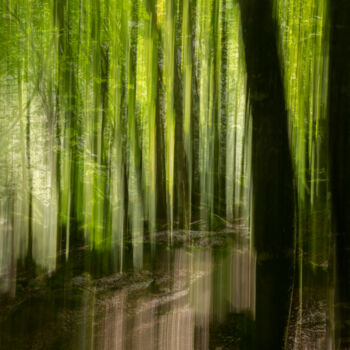 摄影 标题为“Ethereal Forest #2” 由Pietro Cenini, 原创艺术品, 数码摄影
