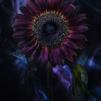 "Helianthus annuus Vi" başlıklı Fotoğraf Dino Codevilla tarafından, Orijinal sanat, Işık Boyama
