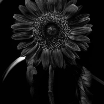 "Helianthus annuus V…" başlıklı Fotoğraf Dino Codevilla tarafından, Orijinal sanat, Işık Boyama