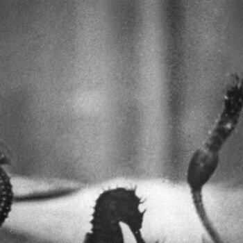 Fotografie mit dem Titel "L'hippocampe" von Enora B., Original-Kunstwerk, Analog Fotografie